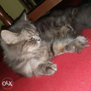 11 months old white and gray female persian