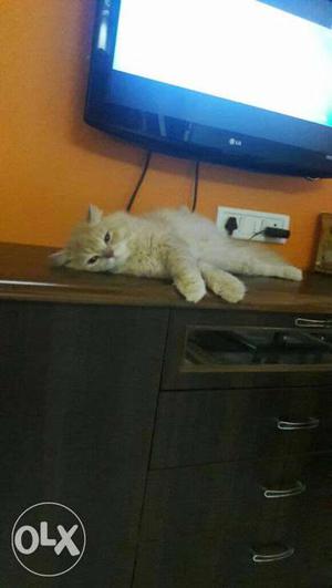 2 years male persian cat brown colour