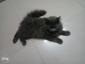 3 Months Grey Persian Cat Male