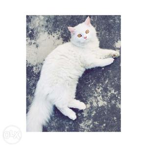 3 white and 1 grey persian cats on sale!