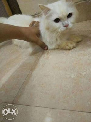 ,4 Persian cat 2 white 1 grey 1 chocolate brown