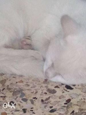 A White Mini Parsian Cat For Sell