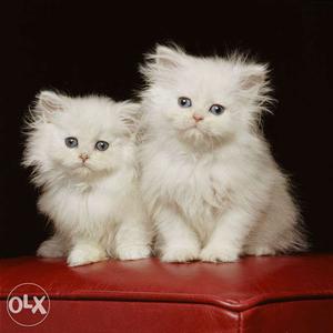 All color Persian cat kitten for sale in gurgaon call me