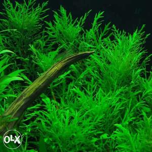 Aquarium Plants for sell price can be little bit