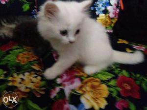 Beatiful Persian kitten for sale 2 months Pets
