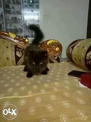 Black And Brown Short-fur Cat