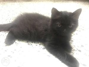 Black Persian kitten for sale