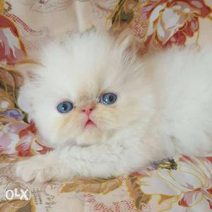 Blue Eyes Persian kitten amazing price only for