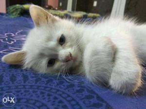 Blue eyed persian kitten for sale.