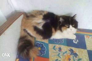Calico proven female cat. 12months old