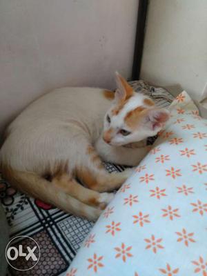 Cat for adoption 2.5 months old