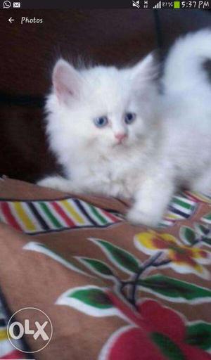 Cat good quality contact now and reasonable price number