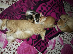 Cats fa sale.. all the 3 kittens.. jus 2 months..