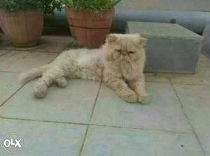 Cream Cat. only. Mating. Par. Day. In Bengaluru