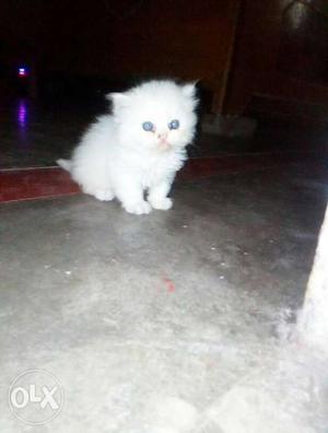 Cute Persion kittens available