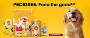 Dog's food available at discount & accessories