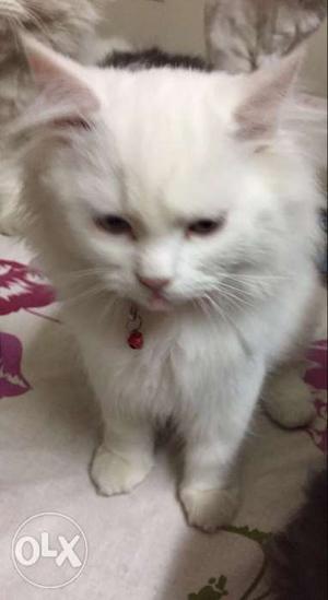 Doll face full white persian kitten male adorable 3 months