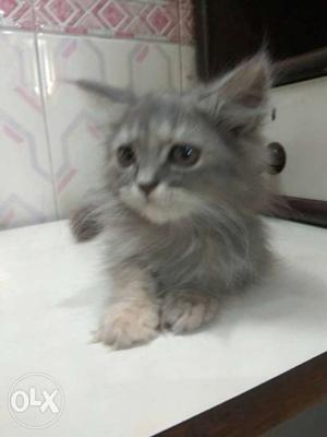 Female Grey Persian 3 Months Old Train Toilet.