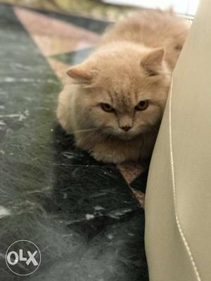 Female persian cat 8months old