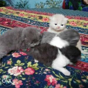 Four Scottish Fold Kittens