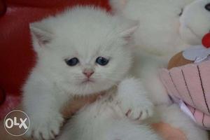 Golden color normal eyes persian kitten avalible