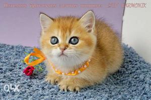 Golden persian kitten avalible