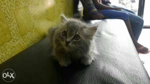 Gray Fur Kitten