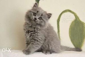 Gray color persian kitten for sale in mathura