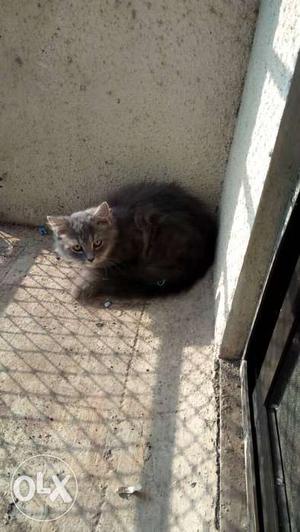 Grey Persian Male Kitten