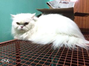 High Breed Semi Pucnched Face Persian Cat