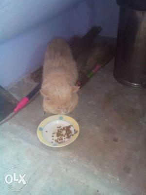 I want to sell my Persian cat male lite brown