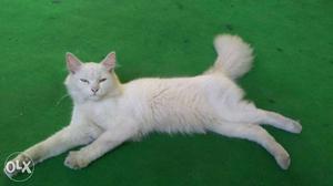 Long-coated White Tabby Cat