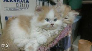 Long-fur White And Orange Kitten