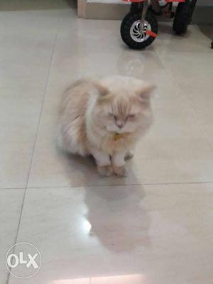 Male Persian cat 11 months old
