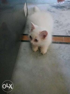 Need to sell urgent british long hair cat male 2 months
