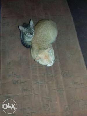 Orange Tabby Cat And Brown Tabby Kitten
