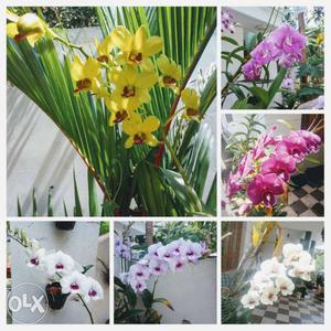 Orchids of different varieties available..