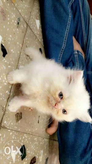Parshian kitten available