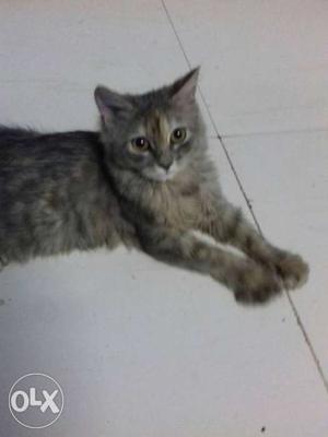 Parsiyan cat female 5 month