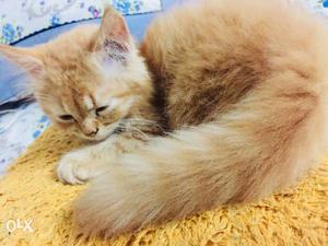 Persian 1&half month cat / fixed price/nmbr 9,