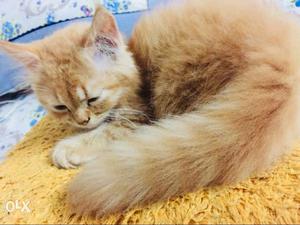 Persian 1&half month cat male / price fix /