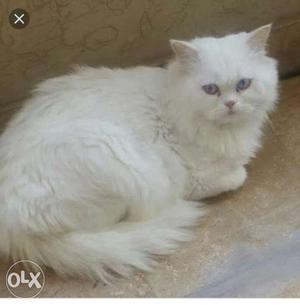 Persian Cat Screengrab