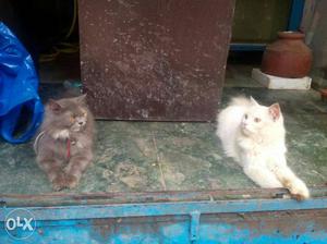 Persian cat Jodi