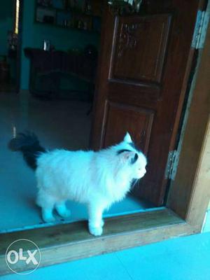 Persian cat for sale male