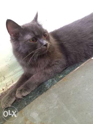 Persian cat (grey) 6 months old