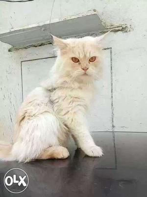 Persian cat male 8 months old playfull also