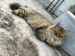 Persian female cat for sale 14 months old n very