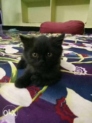 Persian kitten healty in less price