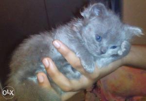 Persian kitten two mnts old, toilet trained,