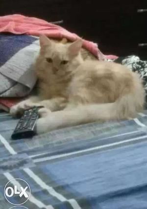 Persian male kitten 5 month old very active and toilet